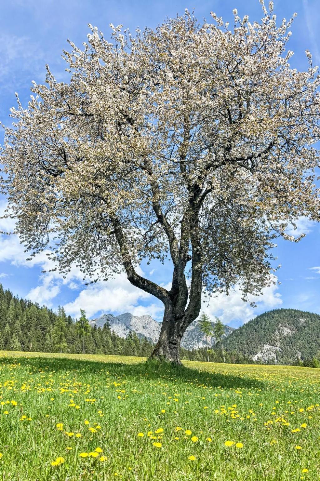Apartment Salzmannhof - Rmu210 By Interhome Ramsau am Dachstein Eksteriør bilde